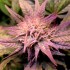 Auto Blue Ace CBD - Semillas de marihuana medicinal autofloreciente morada.
