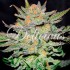 Auto Blue Ace CBD - Semillas de marihuana medicinal autofloreciente.