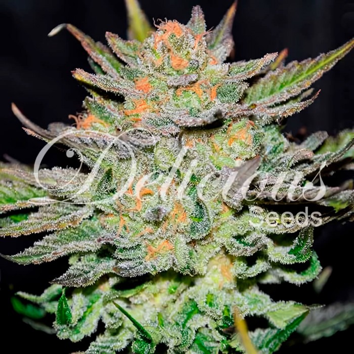 Auto Blue Ace CBD - Semillas de marihuana medicinal autofloreciente.