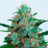 Semillas de marihuana feminizadas autoflorecientes Auto Critical Neville Haze, cogollo.