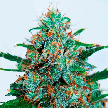 Semillas de marihuana feminizadas autoflorecientes Auto Critical Neville Haze, cogollo.