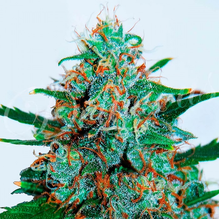 Semillas de marihuana feminizadas autoflorecientes Auto Critical Neville Haze, cogollo.