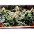 Semillas de marihuana feminizadas autoflorecientes Auto Critical Neville Haze, interior.