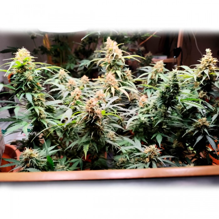 Semillas de marihuana feminizadas autoflorecientes Auto Critical Neville Haze, interior.