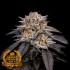 Semillas de marihuana feminizadas a Granel Oreoz Milk Premium FP 5 unidades.