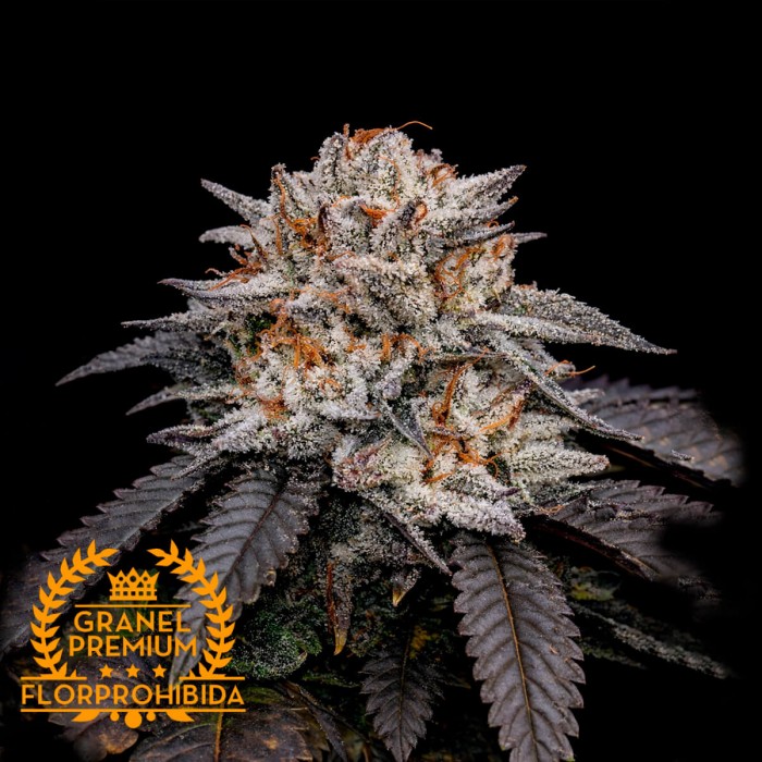 Semillas de marihuana feminizadas a Granel Oreoz Milk Premium FP 5 unidades.