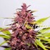 Semillas de marihuana autoflorecientes Auto Dark Purple de Delicious Seeds, cogollo púrpura.