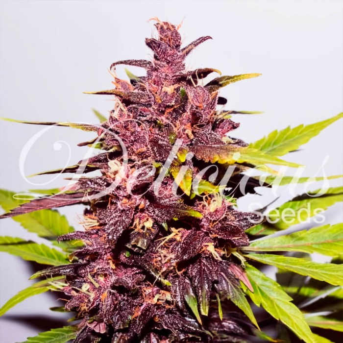 Semillas de marihuana autoflorecientes Auto Dark Purple de Delicious Seeds, cogollo púrpura.
