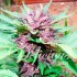 Semillas de marihuana autoflorecientes Auto Dark Purple de Delicious Seeds, cogollo morado.