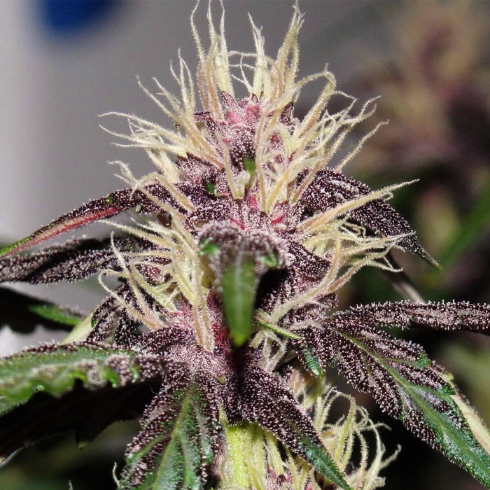 Semillas de marihuana autoflorecientes Auto Dark Purple de Delicious Seeds, resina violeta.