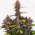 Semillas de marihuana autoflorecientes Auto Dark Purple de Delicious Seeds, planta.
