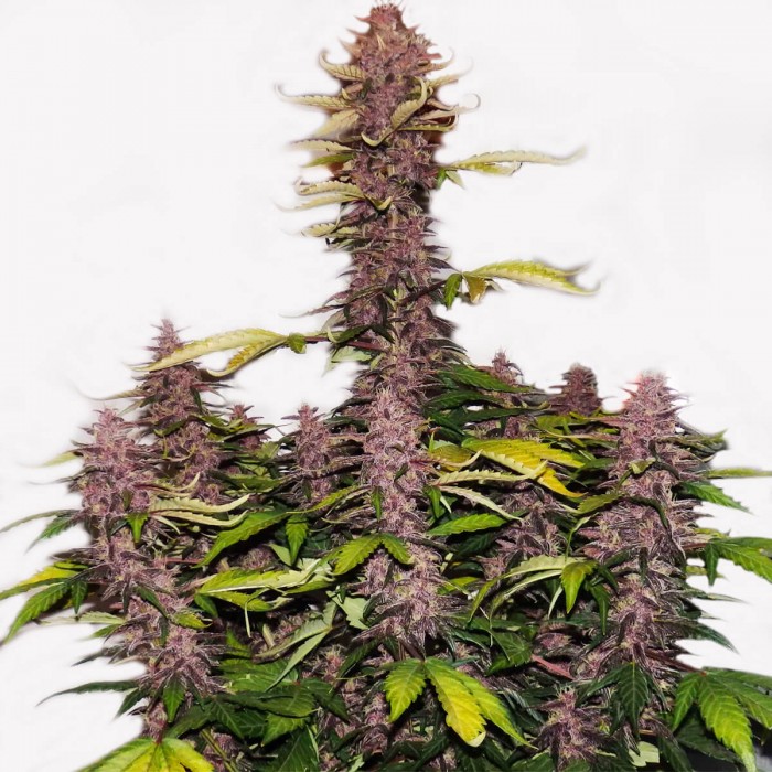 Semillas de marihuana autoflorecientes Auto Dark Purple de Delicious Seeds, planta.