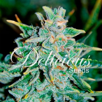 Semillas autoflorecientes Auto Northern Light Blue de Delicious Seeds.