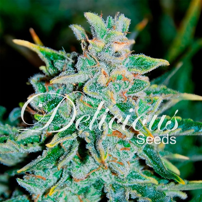Semillas autoflorecientes Auto Northern Light Blue de Delicious Seeds.