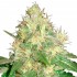 Semillas autoflorecientes Auto Northern Light Blue de Delicious Seeds, cogollo resinoso.