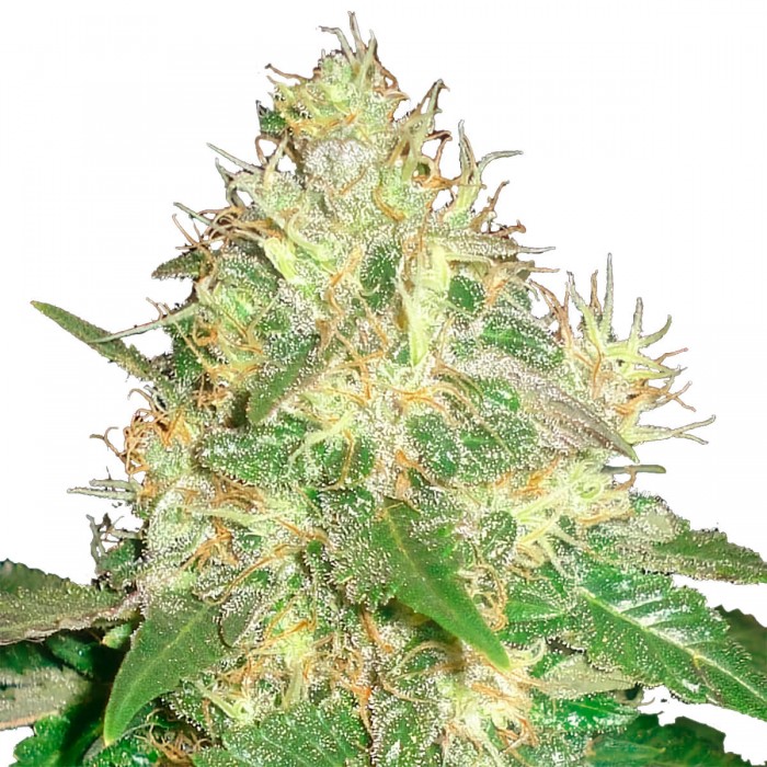 Semillas autoflorecientes Auto Northern Light Blue de Delicious Seeds, cogollo resinoso.