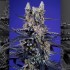 Pack de semillas Auto Delicious & Resinous Mix de Sweet Seeds, super boof auto xl.
