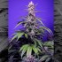 Pack de semillas Auto Delicious & Resinous Mix de Sweet Seeds, permanent marker auto xl.