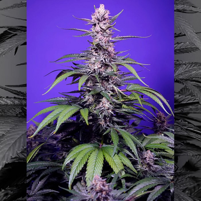 Pack de semillas Auto Delicious & Resinous Mix de Sweet Seeds, permanent marker auto xl.