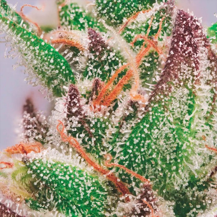 Semillas de marihuana feminizadas Wappa de Paradise Seeds, resina.