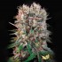 Semillas de marihuana feminizadas Wappa de Paradise Seeds, cogollo.