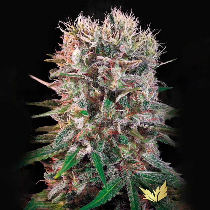 Semillas de marihuana feminizadas Wappa de Paradise Seeds, cogollo.