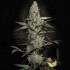 Semillas de marihuana feminizadas Wappa de Paradise Seeds.