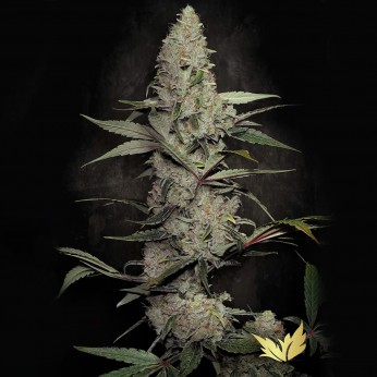 Semillas de marihuana feminizadas Wappa de Paradise Seeds.