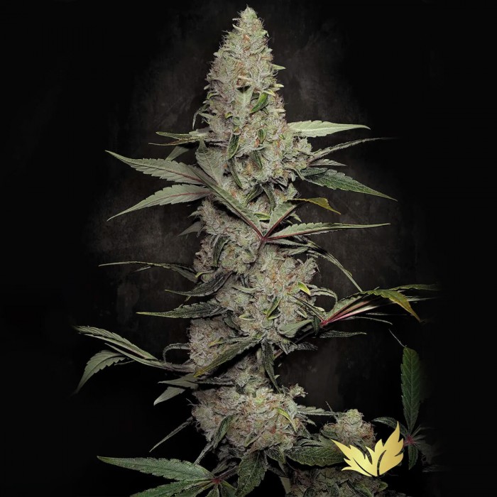 Semillas de marihuana feminizadas Wappa de Paradise Seeds.
