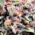 Semillas de marihuana autoflorecientes Auto Wappa de Paradise Seeds, resina.