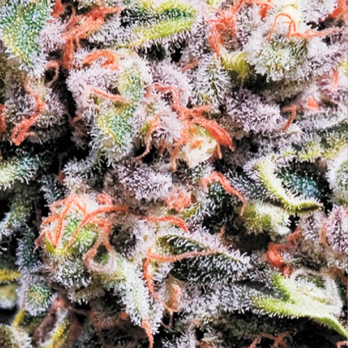 Semillas de marihuana autoflorecientes Auto Wappa de Paradise Seeds, resina.
