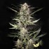 Semillas de marihuana autoflorecientes Auto Wappa de Paradise Seeds, punta principal.