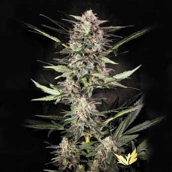 Semillas de marihuana autoflorecientes Auto Wappa de Paradise Seeds, punta principal.