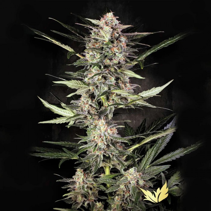 Semillas de marihuana autoflorecientes Auto Wappa de Paradise Seeds, punta principal.