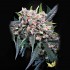 Semillas de marihuana autoflorecientes Auto Wappa de Paradise Seeds, cogollo.