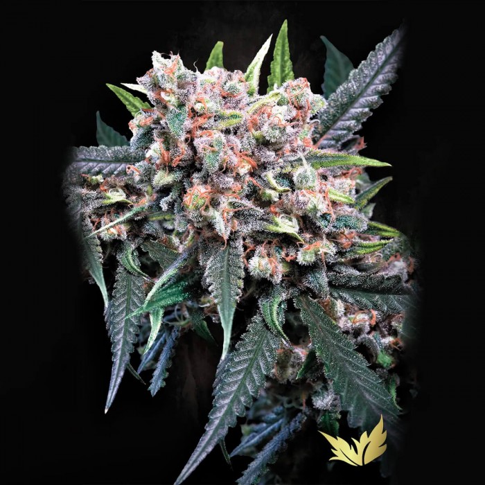 Semillas de marihuana autoflorecientes Auto Wappa de Paradise Seeds, cogollo.