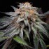 Semillas de marihuana feminizadas Fast Version Alien Cookies de Positronics Seeds.