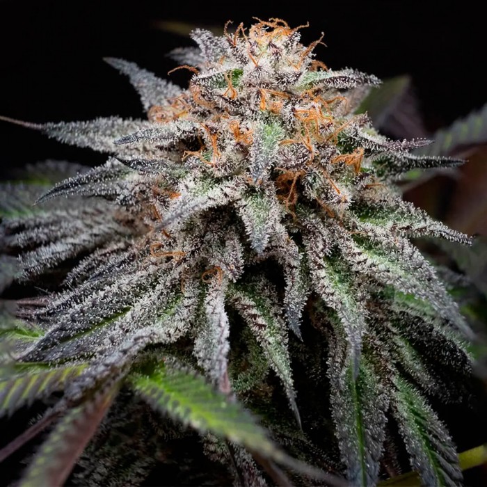 Semillas de marihuana feminizadas Fast Version Alien Cookies de Positronics Seeds.