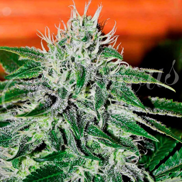 Semillas de marihuana CRITICAL JACK HERER (Delicious Seeds)
