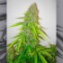 Semillas de marihuana CRITICAL JACK HERER (Delicious Seeds), punta principal.