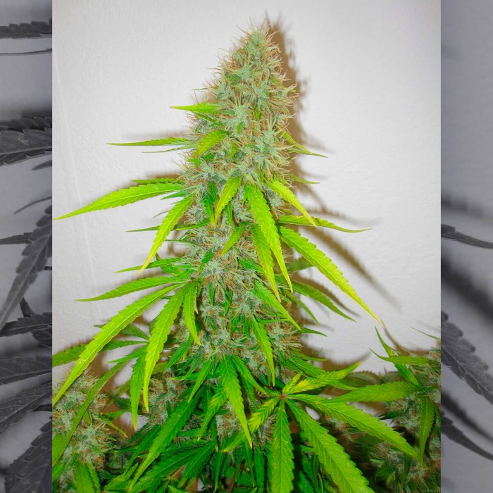 Semillas de marihuana CRITICAL JACK HERER (Delicious Seeds), punta principal.