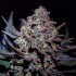 Semillas de marihuana feminizadas Critical Super Silver Haze de Delicious Seeds.