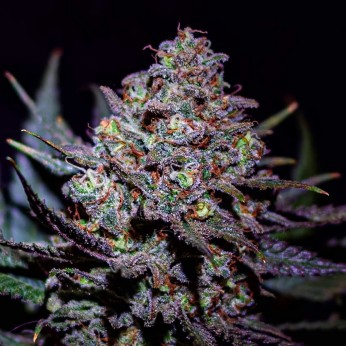 Semillas de marihuana feminizadas Critical Super Silver Haze de Delicious Seeds.