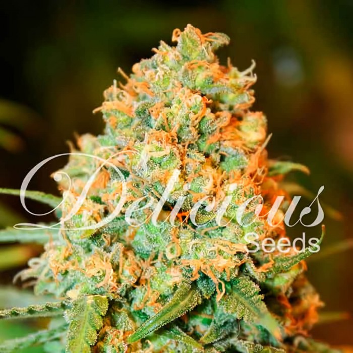 Semillas de marihuana feminizadas Critical Super Silver Haze de Delicious Seeds, cogollo resinoso.