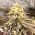 Semillas de marihuana feminizadas Critical Super Silver Haze de Delicious Seeds, cogollo morado.