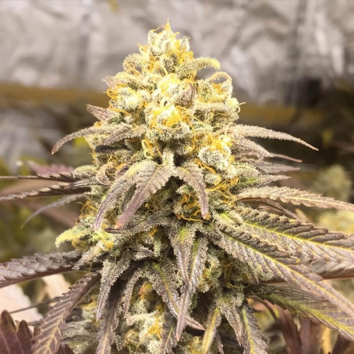 Semillas de marihuana feminizadas Critical Super Silver Haze de Delicious Seeds, cogollo morado.