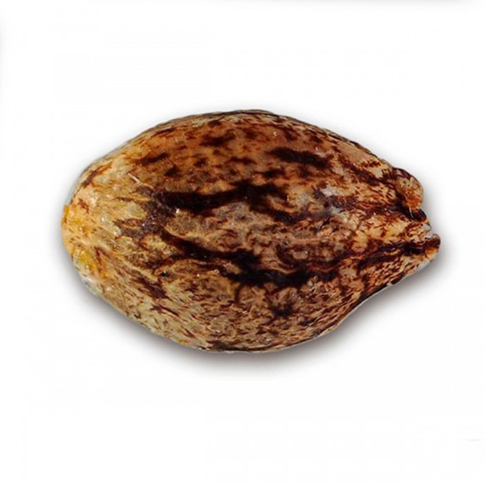 Deep Mandarin CBD de Delicious Seeds - cañamón.