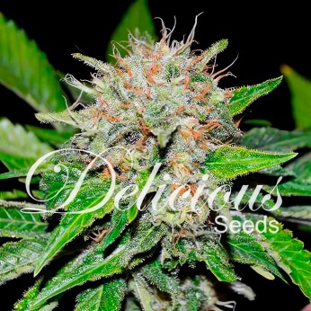 Deep Mandarin CBD de Delicious Seeds - Semillas de marihuana medicinal.