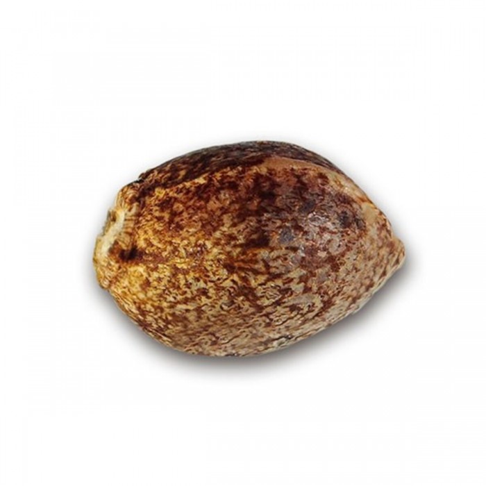 Semillas de marihuana feminizadas Jâgg Kush de Delicious Seeds, cañamón.