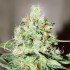 Semillas de marihuana feminizadas Jâgg Kush de Delicious Seeds, cogollo.